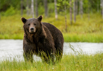 Wild brown bear (Ursus arctos)