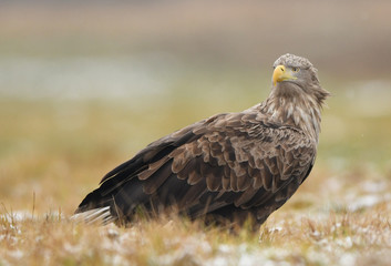 White tailed eagle (Haliaeetus albicilla)