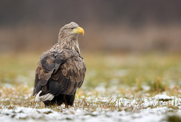 White tailed eagle (Haliaeetus albicilla)