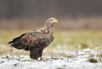 White tailed eagle (Haliaeetus albicilla)