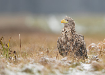 White tailed eagle (Haliaeetus albicilla)