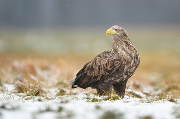 White tailed eagle (Haliaeetus albicilla)