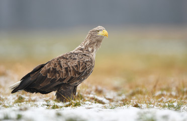 White tailed eagle (Haliaeetus albicilla)