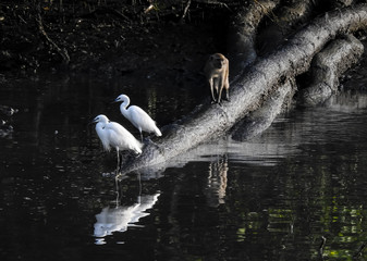 Egrets and a crab eating monkey with water reflection