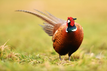 Ringneck Pheasant (Phasianus colchicus)