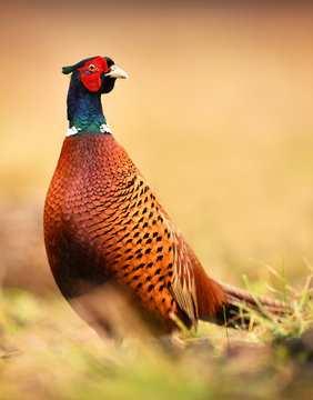 Ringneck Pheasant (Phasianus colchicus)