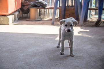 Obraz na płótnie Canvas Puppy golden retriever - Image 