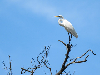 Great white egret on the top of tree branch