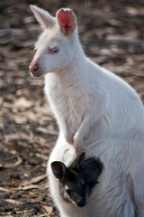 albino Western grey kangaroo