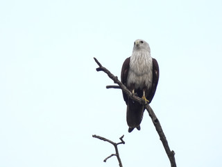White-bellied sea eagle on the tree branch