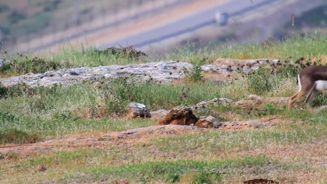 Israeli mountain gazelle in urban place