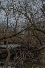 Trees and branches in the river
