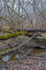 Old tree in the forest