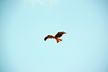 black kite