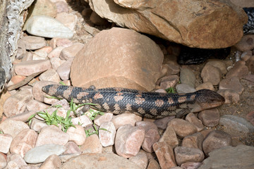 blue tongue lizard
