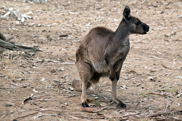 kangaroo-island kangaroo