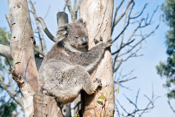 An Australian koala