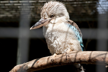 blue winged kookaburra