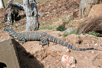 lace monitor lizard