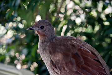 lyre bird