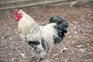 rooster