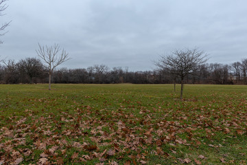 field with green grass and autumn leaves