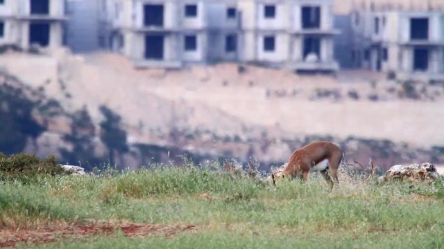 Israeli mountain gazelle in urban place
