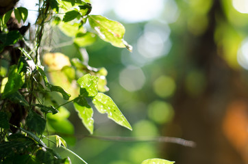 nature green bokeh sunlight blur leaves background.