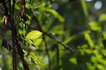 nature green bokeh sunlight blur leaves background.