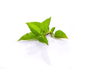 fresh green thai basil herb leaves isolated on white background
