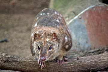 spotted quoll