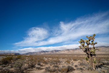 Fototapeta na wymiar tree in desert