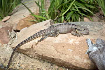 water dragon lizard