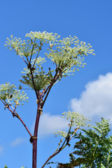 ウドの花と青空