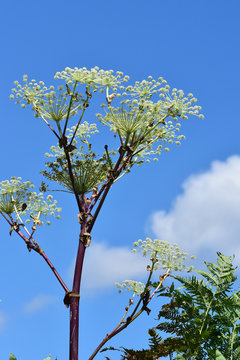 30 最適な うどの大木 画像 ストック写真 ベクター Adobe Stock