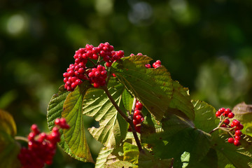 秋のガマズミの実