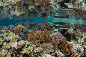 Naklejka na ściany i meble Beautiful Reef Reflected in Calm Surface, Raja Ampat