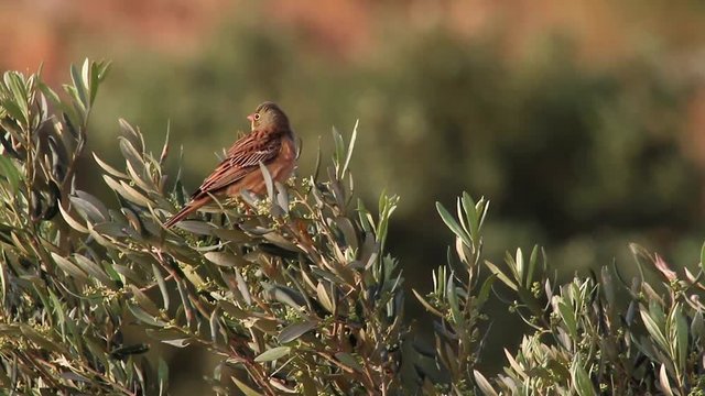 Ortolan bunting on tree