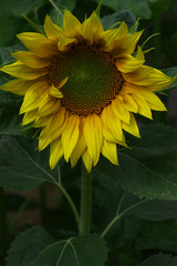large sunflower with seeds on the background of a green garden