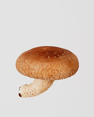 椎茸