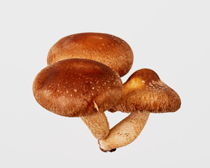 Fototapeta premium 椎茸 茸