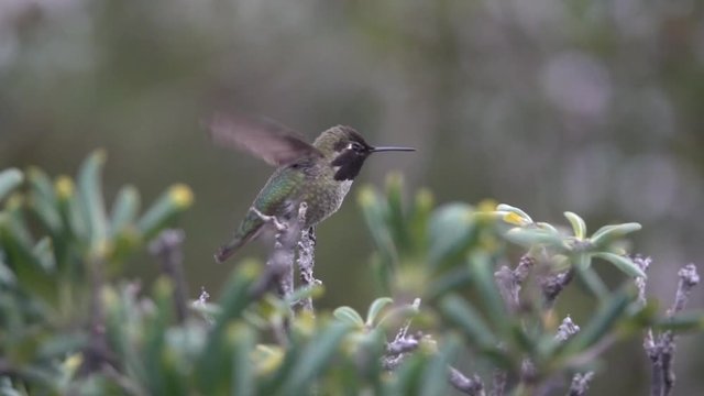 Kolibri Slowmotion nahaufnahme zungeraus auf der stelle fliegen californien