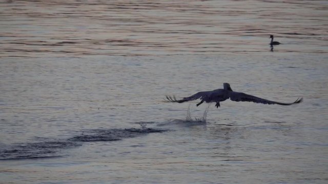 Pelican starts onw ather at sundown by pressing him self on the water, need a few attemps until ge finaly starts and makes the water splash
