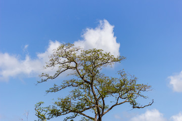 beautiful tree and sky in venezuela