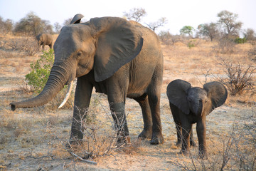 Female African bush elephant with baby in Kruger National Park, South Africa