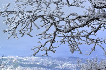 Fototapeta na wymiar 鶴見岳の霧氷