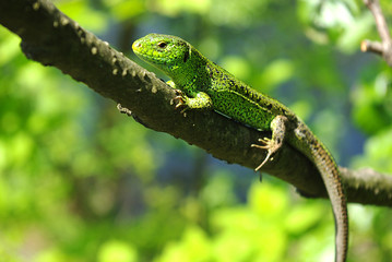 Green lizard on a tree branch