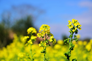 日出のナノハナ