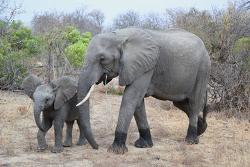 Fototapeta premium Female African bush elephant with baby in Kruger National Park, South Africa