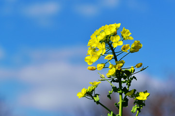 Obraz premium 日出のナノハナ